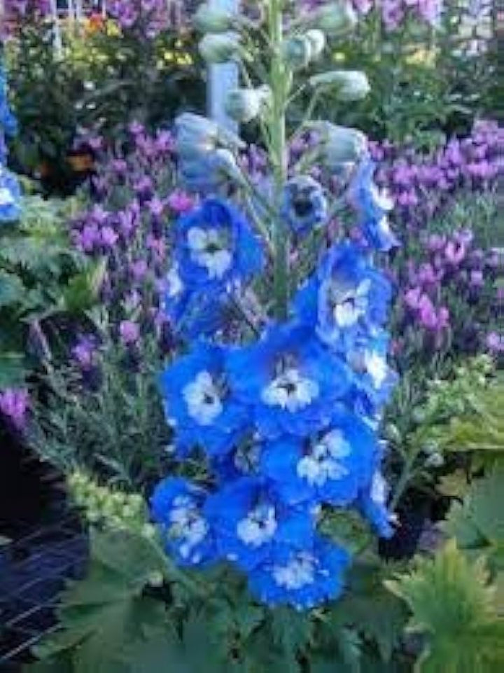 Double Hollyhock Sky Blue Flower Seeds for Planting 100 pcs - Cut Flower Favorite, Heirloom & GMO Free Seeds for Home Garden