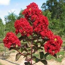 Flower Seeds, Seeds,Seeds For Planting,Plant Seeds