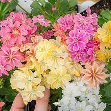 Flower Seeds, Seeds,Seeds For Planting,Plant Seeds