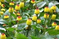 Oleracea Flower Seeds for Planting – Heirloom, Non-GMO, High Germination Organic Garden Seeds