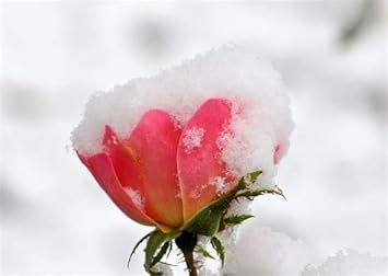 Flower Seeds, Seeds,Seeds For Planting,Plant Seeds