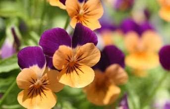 Flower Seeds, Seeds,Seeds For Planting,Plant Seeds
