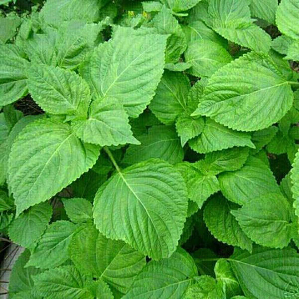 Green Perilla Herb Seeds for Planting – Heirloom, Non-GMO, Organic Garden Seeds with High Germination