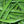 Vegetable Seeds,Garden seeds, Seeds For Planting,Plant Seeds