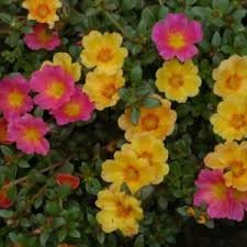 Moss Rose Flower Seeds for Planting  – Heirloom, Non-GMO, High Germination Garden Seeds