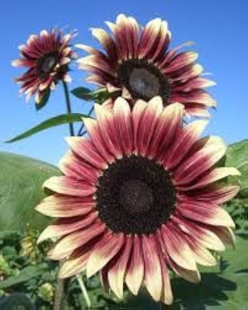 Flower Seeds, Seeds,Seeds For Planting,Plant Seeds