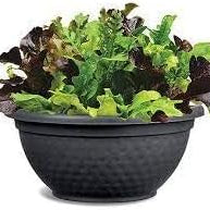Vegetable Seeds,Garden seeds, Seeds For Planting,Plant Seeds