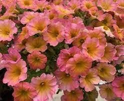 Flower Seeds, Seeds,Seeds For Planting,Plant Seeds