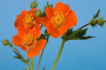 Flower Seeds, Seeds,Seeds For Planting,Plant Seeds