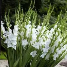 Flower Seeds, Seeds,Seeds For Planting,Plant Seeds