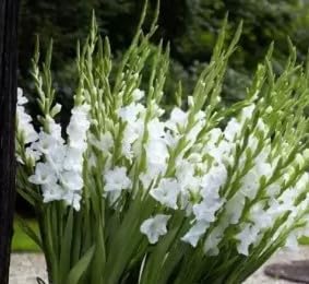 Flower Seeds, Seeds,Seeds For Planting,Plant Seeds