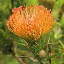 Flower Seeds, Seeds,Seeds For Planting,Plant Seeds