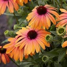 Flower Seeds, Seeds,Seeds For Planting,Plant Seeds