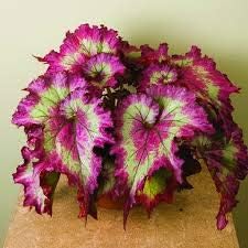 Flower Seeds, Seeds,Seeds For Planting,Plant Seeds