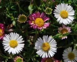 Flower Seeds, Seeds,Seeds For Planting,Plant Seeds