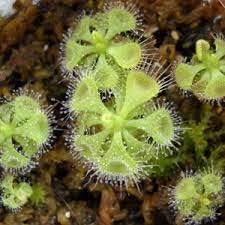 Flower Seeds, Seeds,Seeds For Planting,Plant Seeds