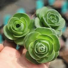 Flower Seeds, Seeds,Seeds For Planting,Plant Seeds