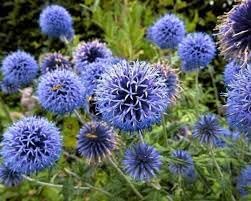 Echinops Ritro Flower Seeds for Planting | Heirloom, Non-GMO, High Germination Organic Garden Seeds for Drought-Tolerant Blooms