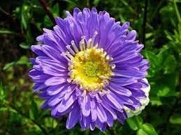 Flower Seeds, Seeds,Seeds For Planting,Plant Seeds