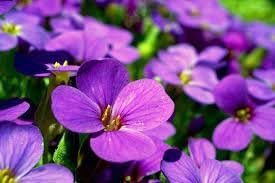 Flower Seeds, Seeds,Seeds For Planting,Plant Seeds