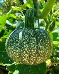 Vegetable Seeds,Garden seeds, Seeds For Planting,Plant Seeds