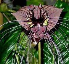 Tiger Orchid Flower Seeds for Planting – Heirloom, Non-GMO, High Germination, Organic Garden Seeds