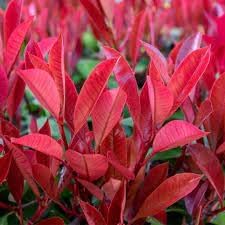 Flower Seeds, Seeds,Seeds For Planting,Plant Seeds