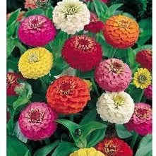 Flower Seeds, Seeds,Seeds For Planting,Plant Seeds