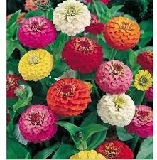 Flower Seeds, Seeds,Seeds For Planting,Plant Seeds