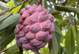 Fruit Seeds,Garden seeds, Seeds For Planting,Plant Seeds