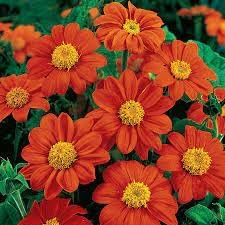 Flower Seeds, Seeds,Seeds For Planting,Plant Seeds