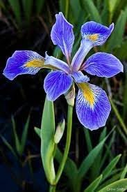 Flower Seeds, Seeds,Seeds For Planting,Plant Seeds