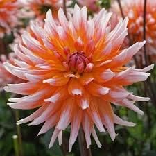 Flower Seeds, Seeds,Seeds For Planting,Plant Seeds