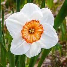 Flower Seeds, Seeds,Seeds For Planting,Plant Seeds