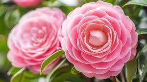 Flower Seeds, Seeds,Seeds For Planting,Plant Seeds
