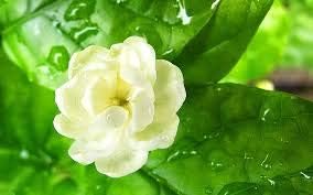 Flower Seeds, Seeds,Seeds For Planting,Plant Seeds