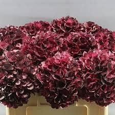 Flower Seeds, Seeds,Seeds For Planting,Plant Seeds