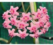 Flower Seeds, Seeds,Seeds For Planting,Plant Seeds