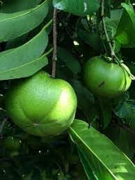 Fruit Seeds,Garden seeds, Seeds For Planting,Plant Seeds