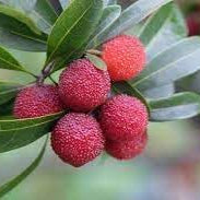 Fruit Seeds,Garden seeds, Seeds For Planting,Plant Seeds
