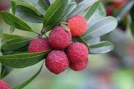 Fruit Seeds,Garden seeds, Seeds For Planting,Plant Seeds