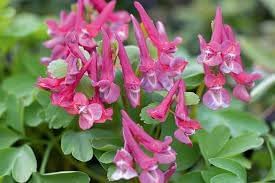 Corydalis Plant Seeds for Planting – Heirloom, Non-GMO, High Germination Organic Garden Seeds