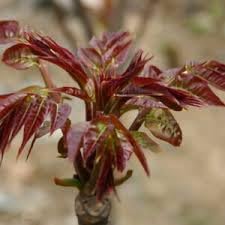 Vegetable Seeds,Garden seeds, Seeds For Planting,Plant Seeds