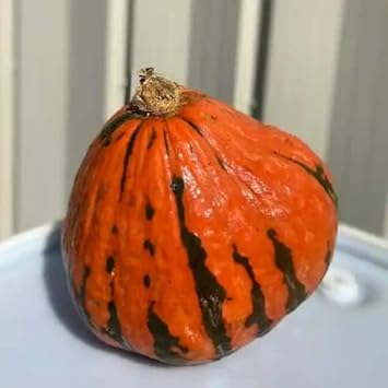 Vegetable Seeds,Garden seeds, Seeds For Planting,Plant Seeds