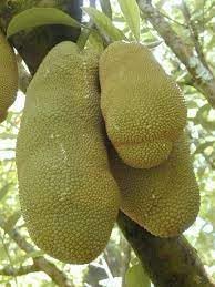 Fruit Seeds,Garden seeds, Seeds For Planting,Plant Seeds