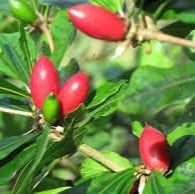 Fruit Seeds,Garden seeds, Seeds For Planting,Plant Seeds