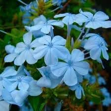 Flower Seeds, Seeds,Seeds For Planting,Plant Seeds