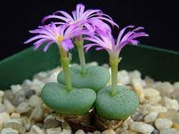 Flower Seeds, Seeds,Seeds For Planting,Plant Seeds