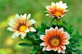 Flower Seeds, Seeds,Seeds For Planting,Plant Seeds