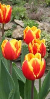 Flower Seeds, Seeds,Seeds For Planting,Plant Seeds